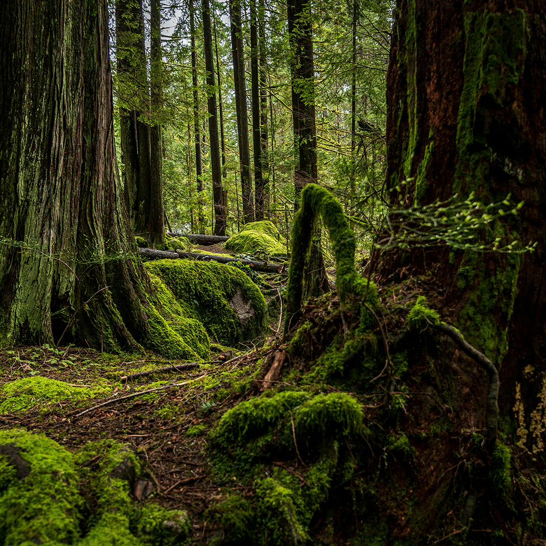 Dreamwood