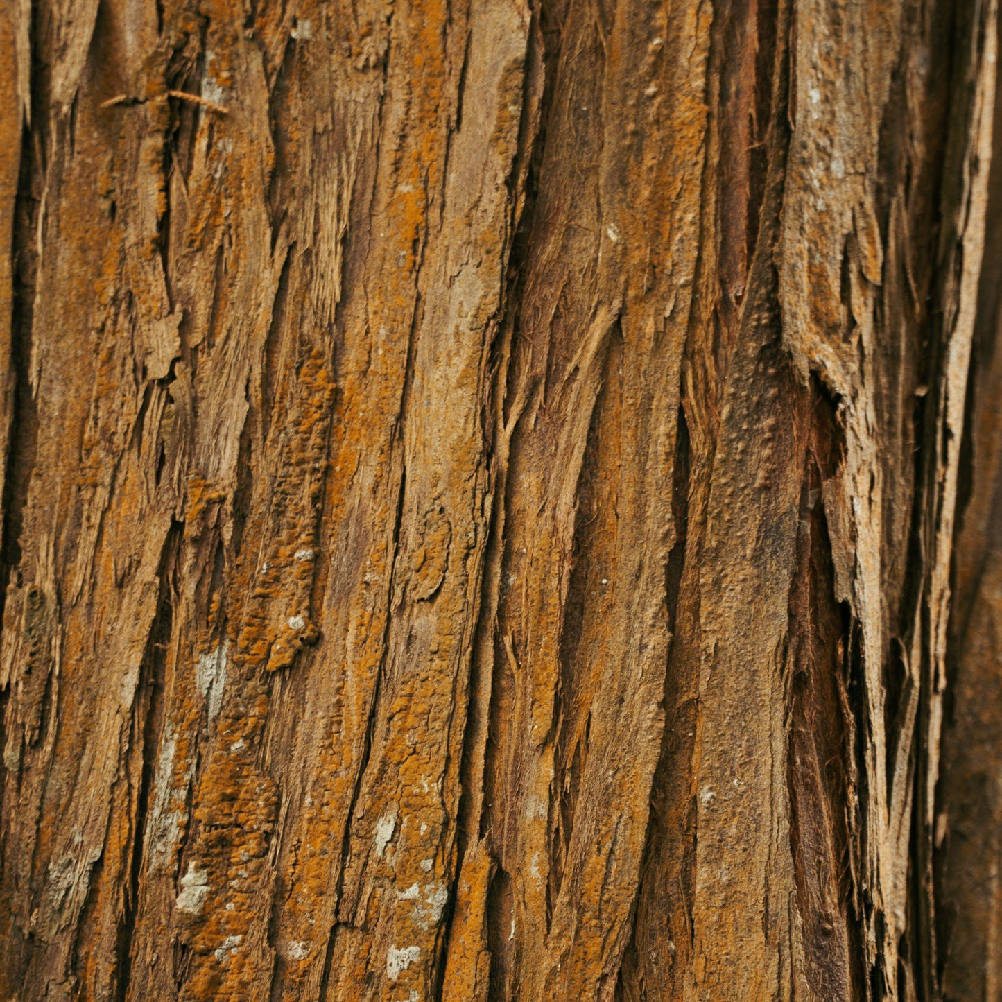 Dreamwood