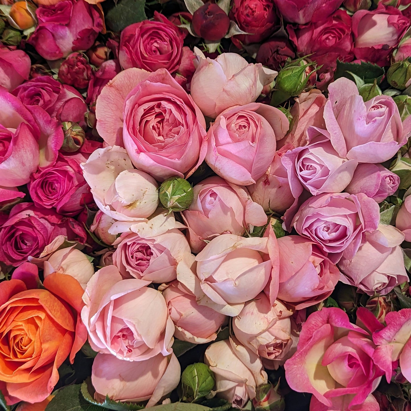 Rose Bouquet